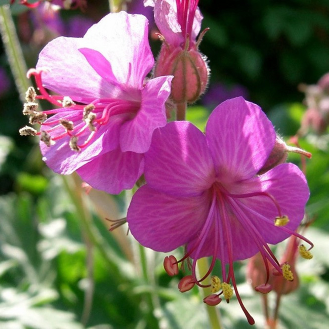 Geranium - Bevan's Beauty 1 Gal