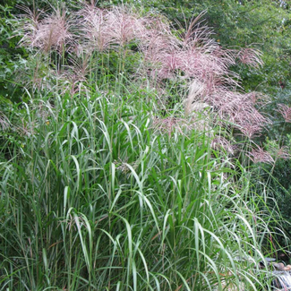 Miscanthus - Giganteus 2 Gal