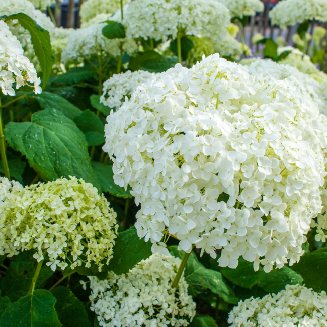 Hydrangea - Annabelle 60cm 7 Gal