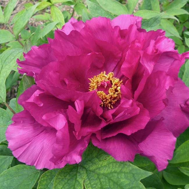 Peony - Island Minister 1 Gal
