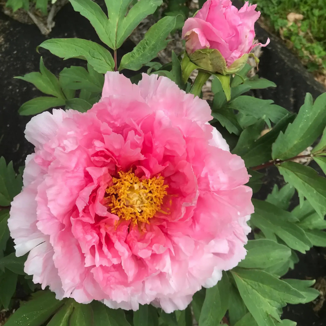 Peony - Floral Rivaly 1 Gal