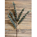 Blue Green Eucalyptus Spray