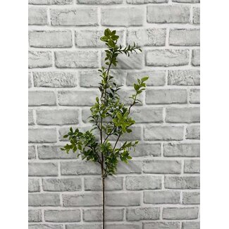 38" Euonymous Spray
