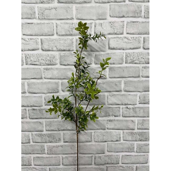 38" Euonymous Spray