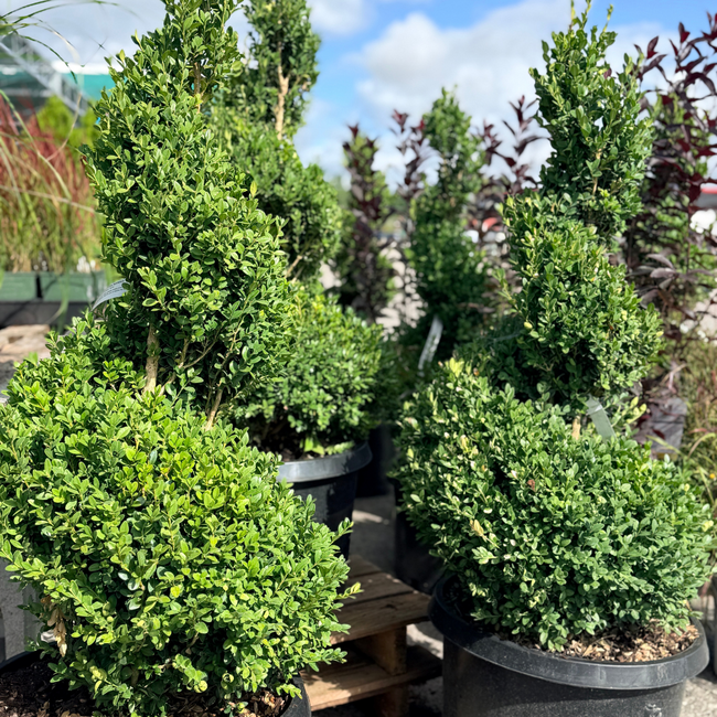 Spiral Boxwood - Green Mountain 90cm 10 Gal
