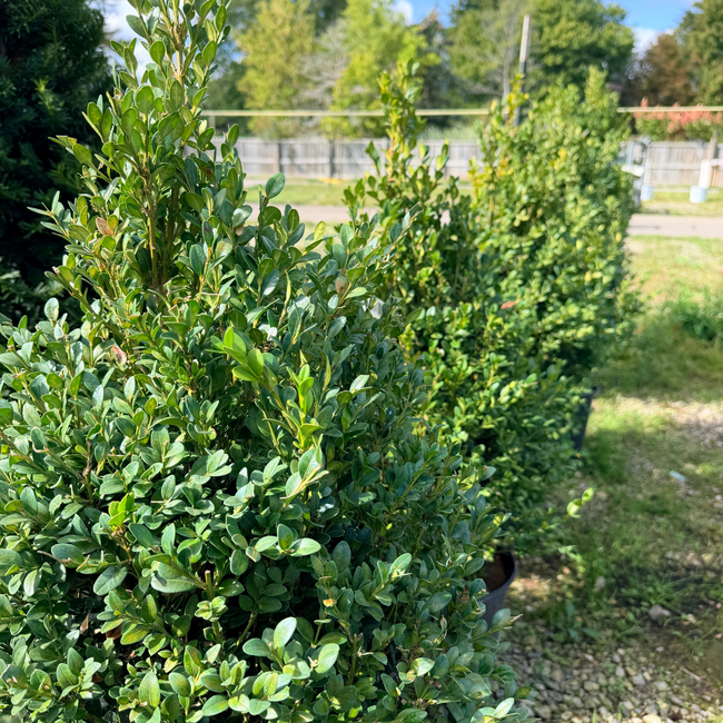 Coned Boxwood - Green Mountain 60cm 5 Gal