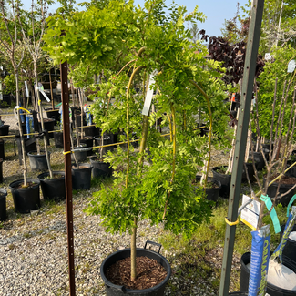 Walkers Weeping Peashrub 120cm Std. 7 Gal
