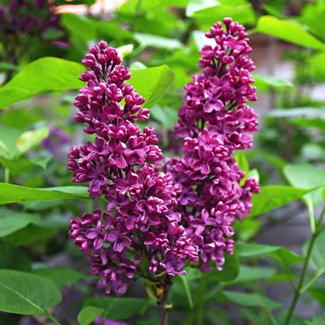 Lilac - Monge 120cm Std. 5 Gal