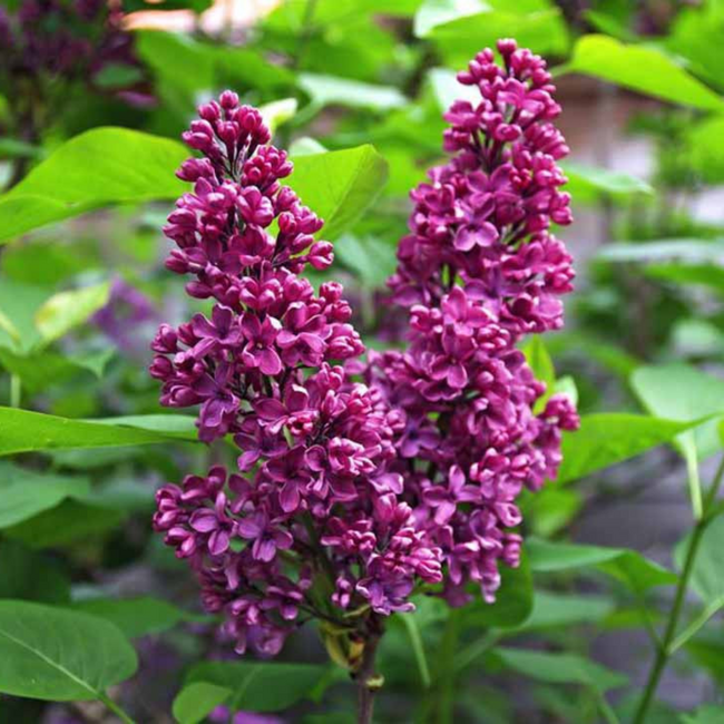 Lilac - Monge 120cm Std. 5 Gal