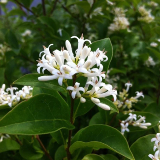 Amur Privet 2 Gal