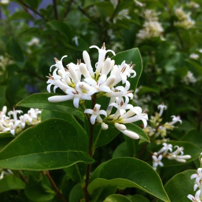 Amur Privet 2 Gal