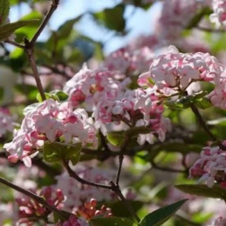 Fragrant Viburnum 2 Gal