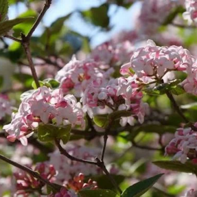 Fragrant Viburnum 2 Gal