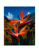 Peter & Madeline Powell Peter & Madeline Powell "Paradise Waimea"