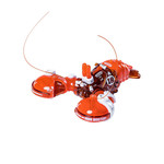 ORANGE CAT ORANGE CAT BOSTON LOBSTER FLAME RED MODEL KIT