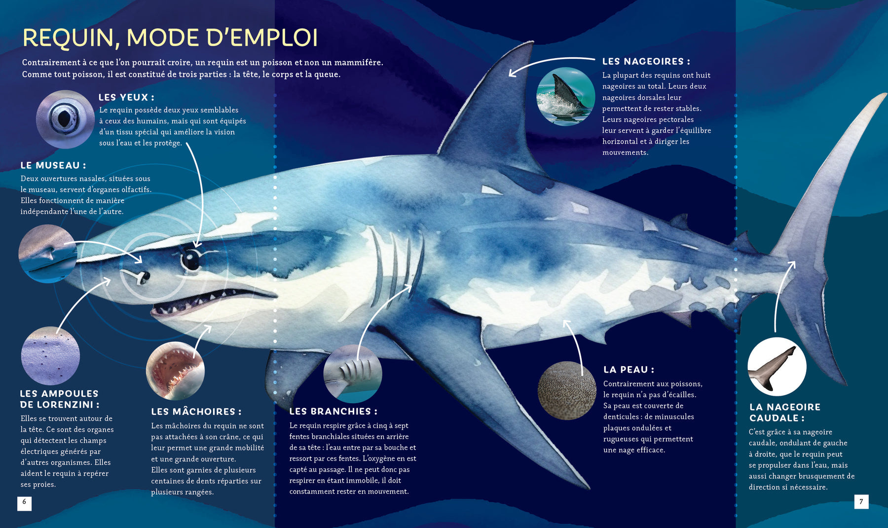 Petits Génies Pas si bête - Les requins