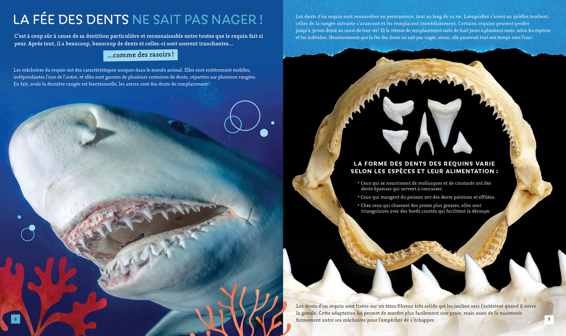 Petits Génies Pas si bête - Les requins