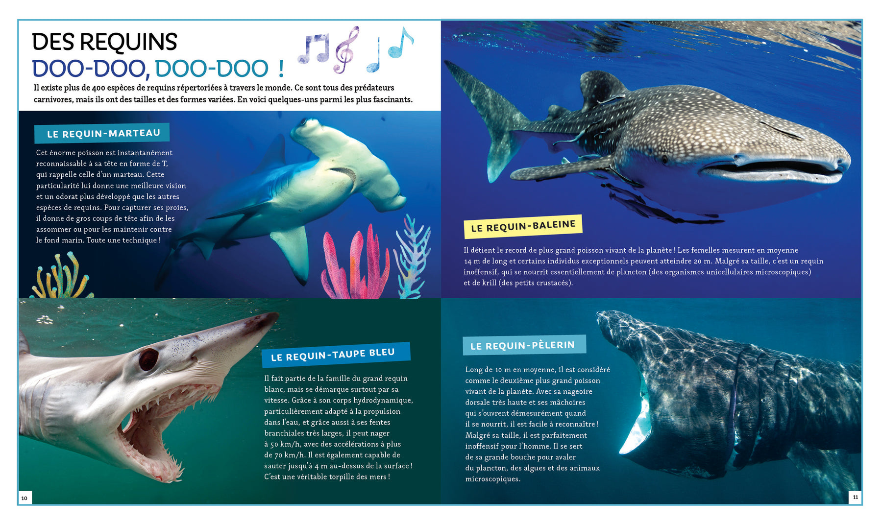 Petits Génies Pas si bête - Les requins