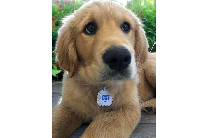 The Natural Patch co. Médaillon pour animaux de compagnie - Pour autocollant NATPAT