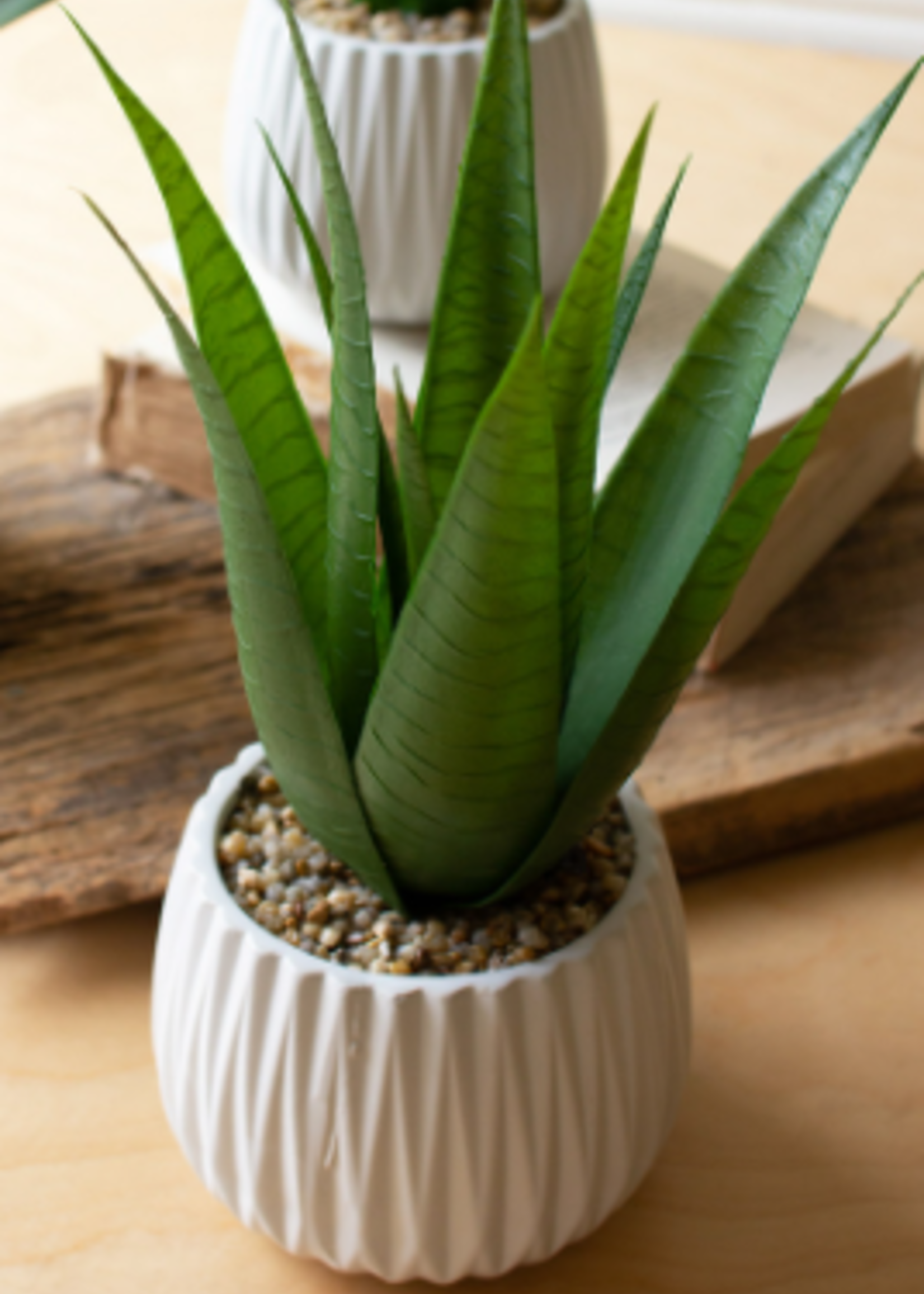 Succulent in White Ribbed Planter