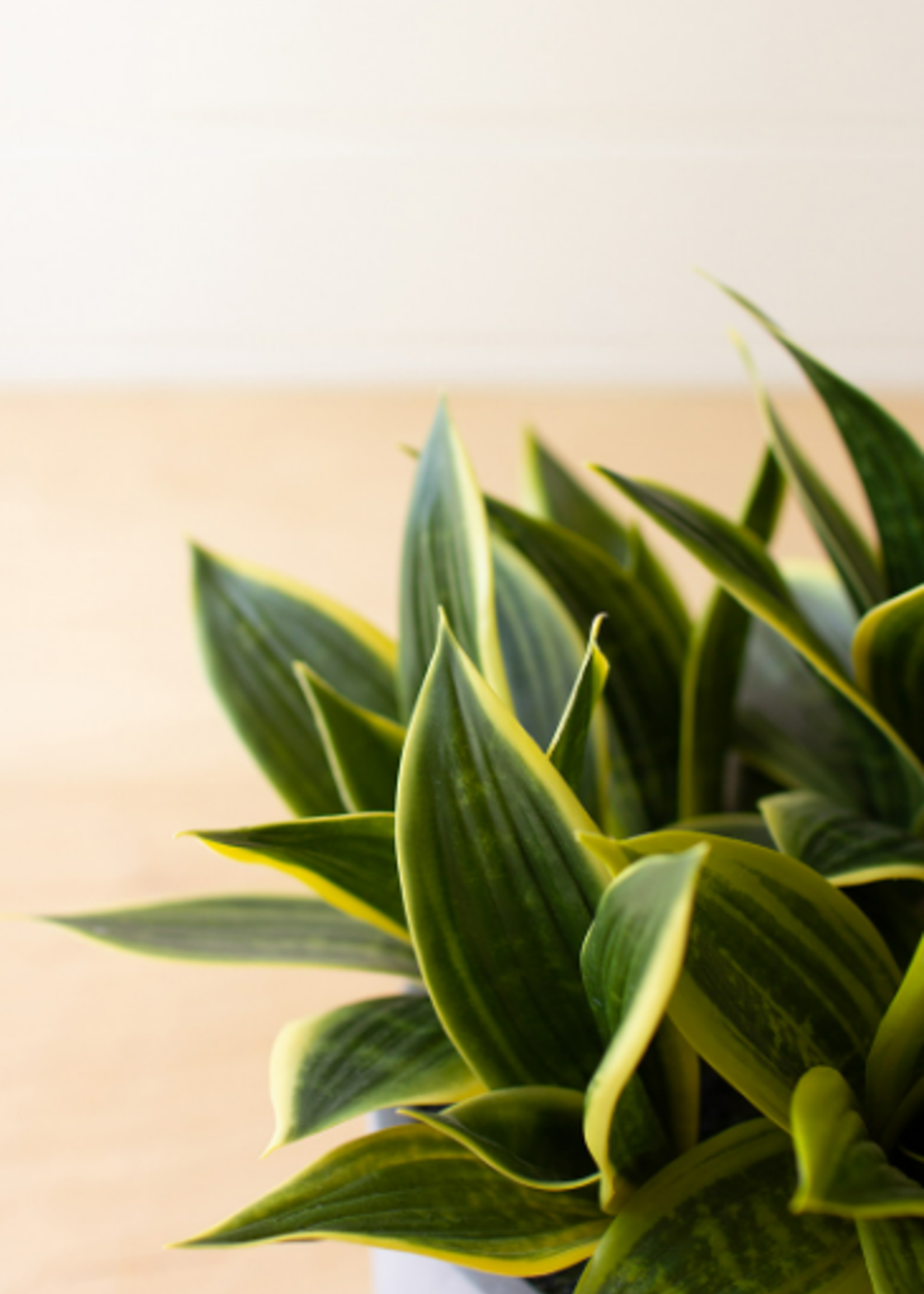 Hahnii Plant In Cement Pot