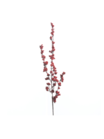 Red Small Berry Stem