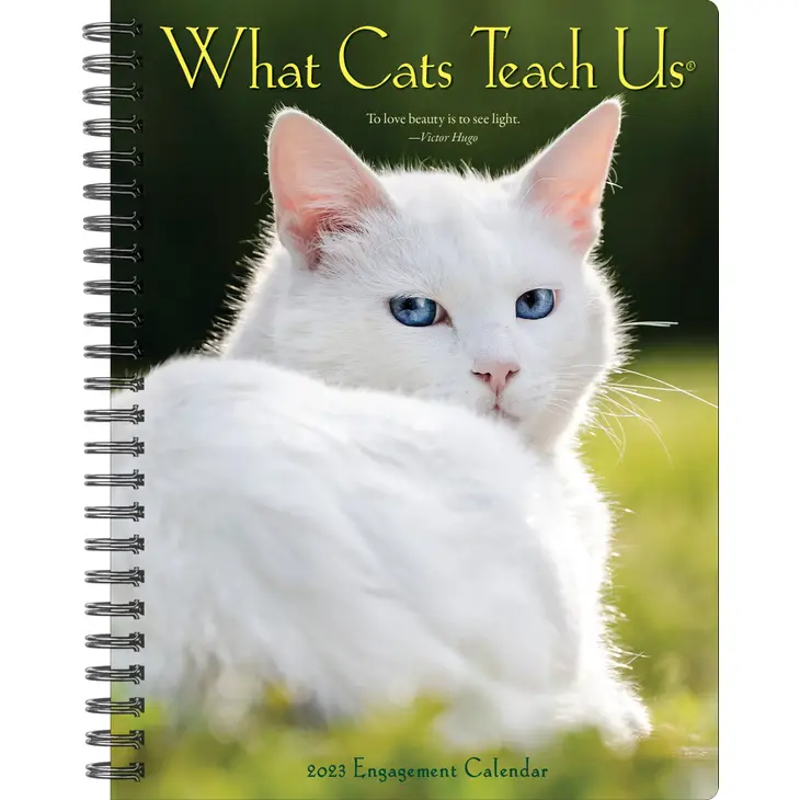 What Cats Teach Us 2025 Calendar Koren Annamaria