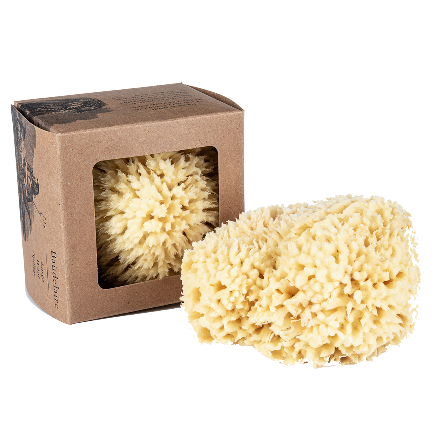 Large Sea Sponge 