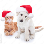 Pets