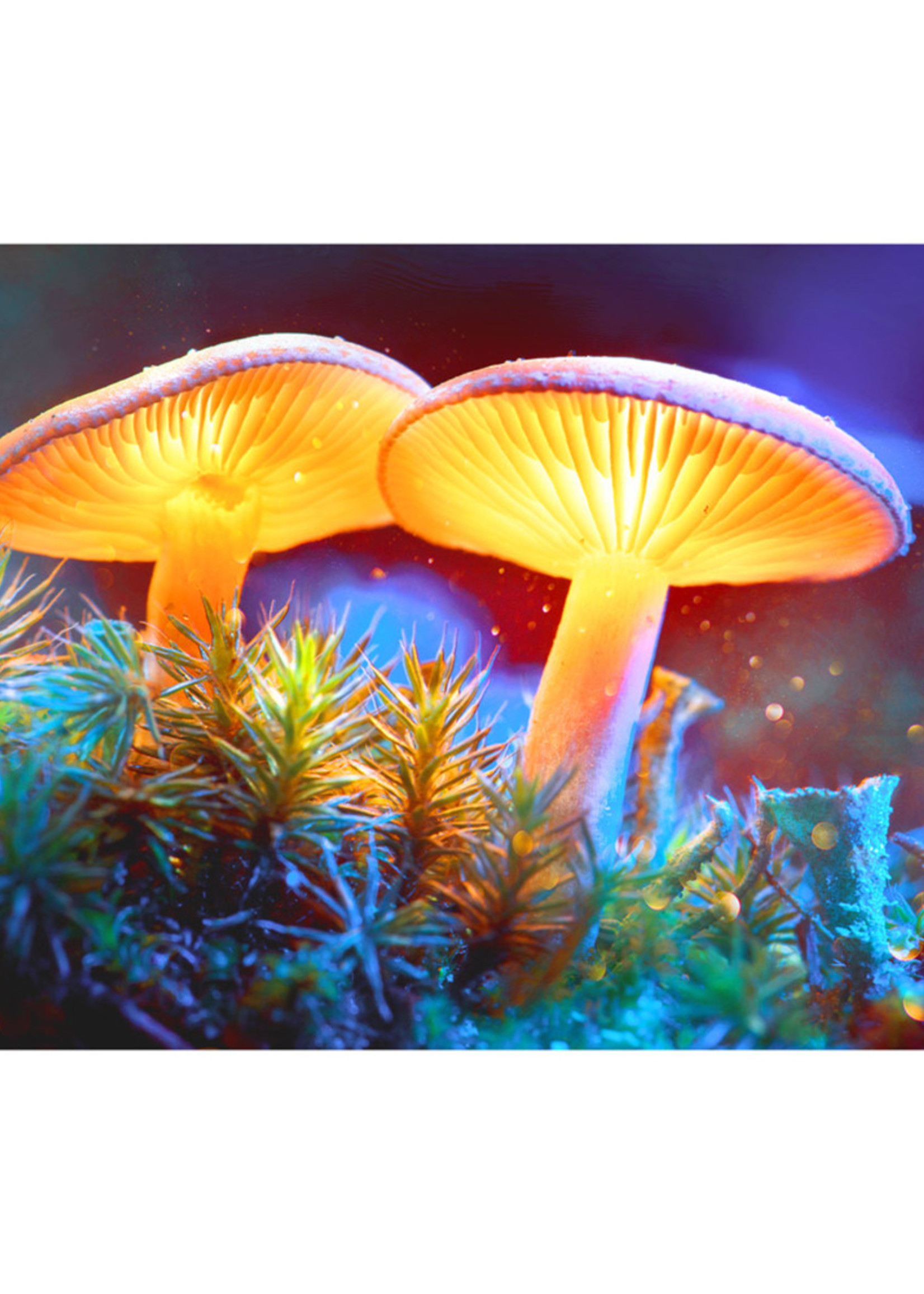 Pulsar Mystical Mushrooms Tapestry | 55" x 83" - #1390