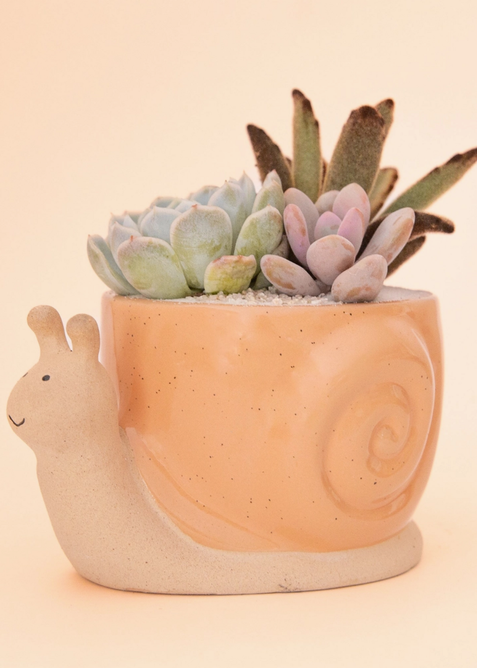 Jungle Club Snail Planter | Sunset  S