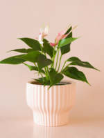 Jungle Club Presley Pedestal Planter | Ballerina  4.5 inch