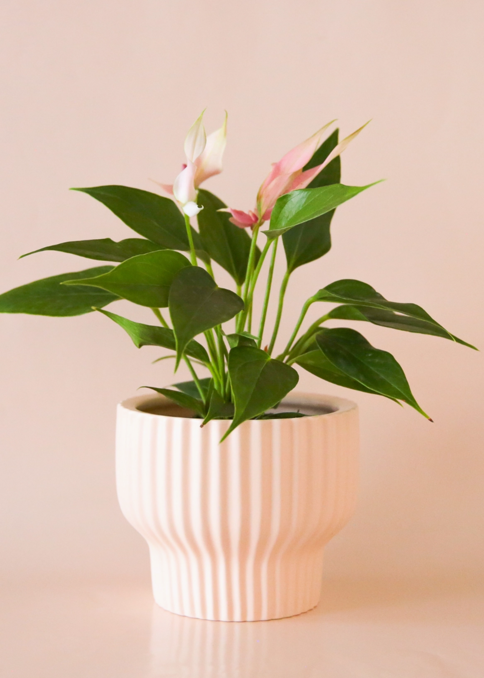 Jungle Club Presley Pedestal Planter | Ballerina  4.5 inch