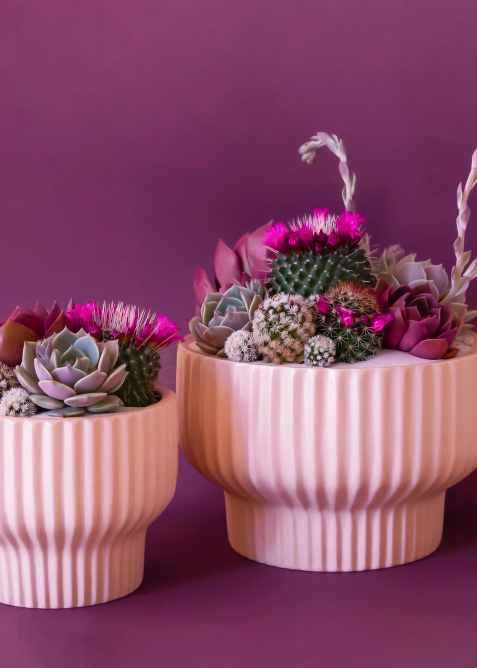 Jungle Club Presley Pedestal Planter | Ballerina  4.5 inch