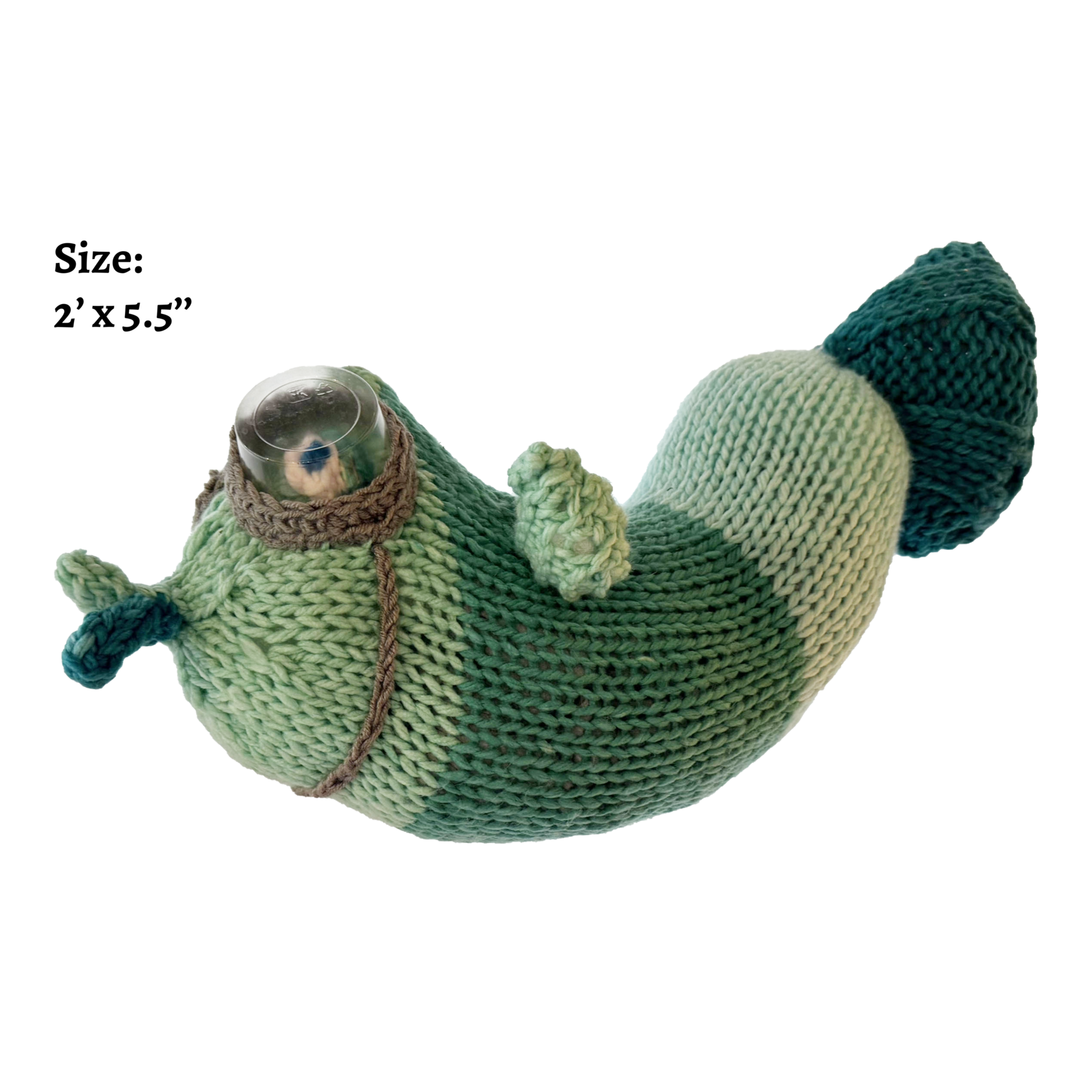 **ADOPTED** - Banded Blimpfish