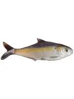 True Bass - 6" Texas Shad Line Thru Swimbait -