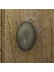 13/16" Antique Brass Tone #12