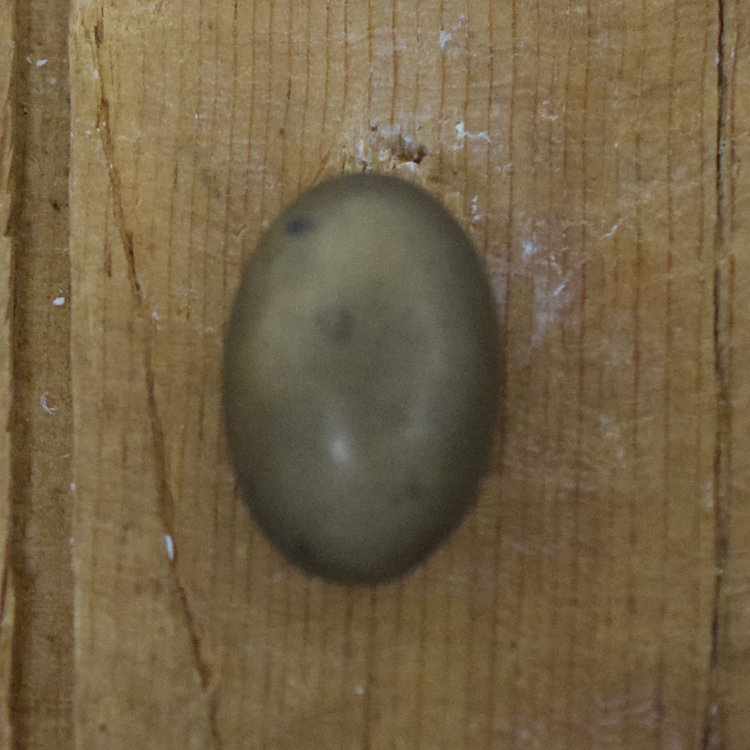 13/16" Antique Brass Tone #12