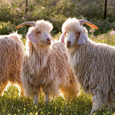Mohair
