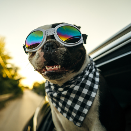 Road Trip Fun