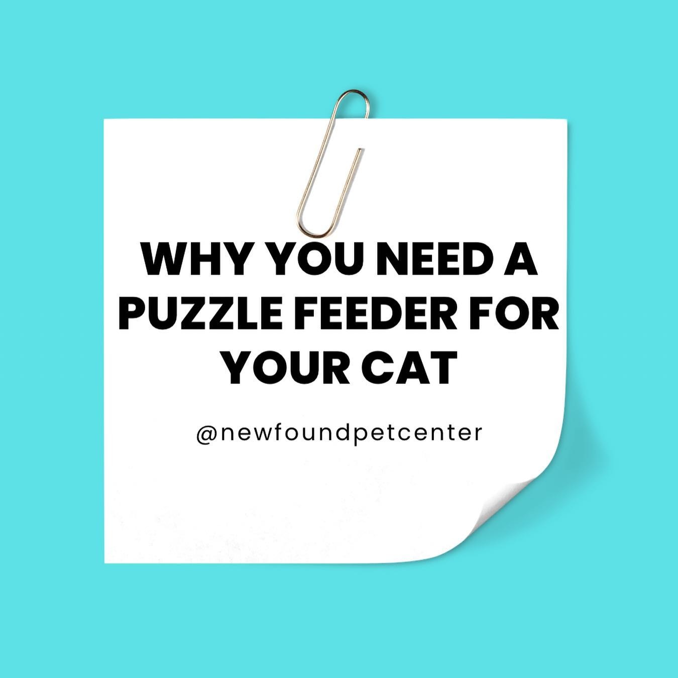 Puzzle Feeders for Cats