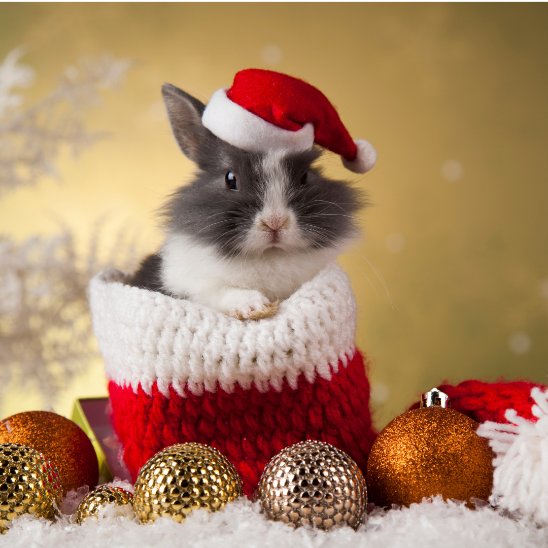 Keeping Small Animals Safe from Holiday Decorations