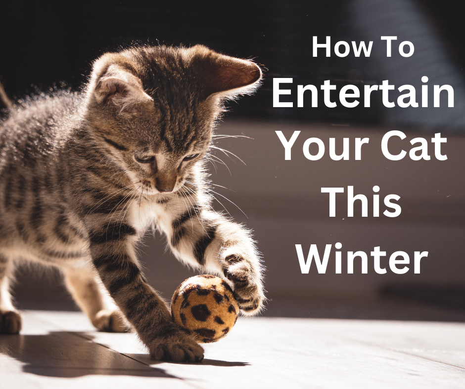 How to Keep Your Cat Entertained This Winter