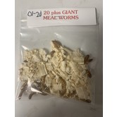 Fresh Live Bait Inc. Giant Meal Worm Baits