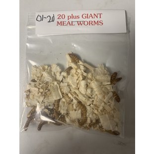 Fresh Live Bait  Giant Meal Worm Baits