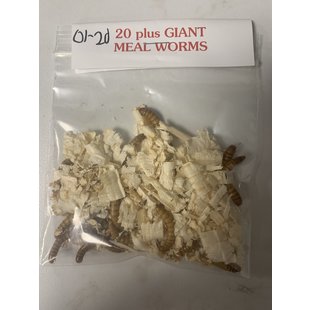 Fresh Live Bait Inc. Giant Meal Worm Baits