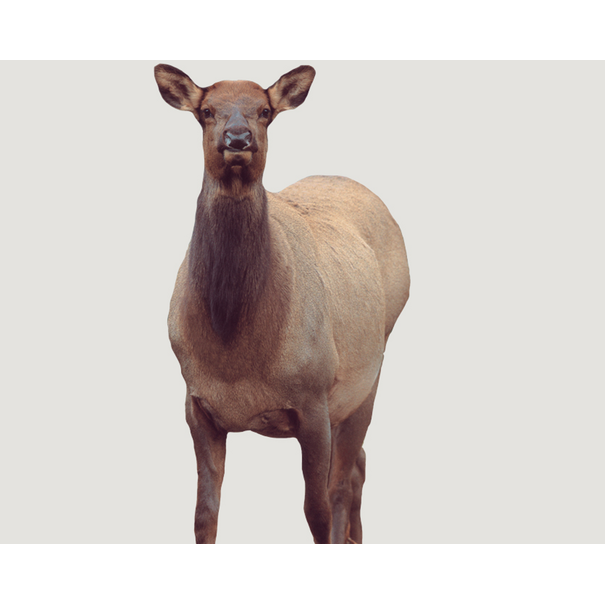 Montana Decoy Montana Cow Elk Decoy