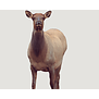 Montana Cow Elk Decoy