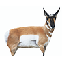 Montana Decoys Antelope Buck