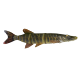 Savage Gear  4D Line Thru Pike 10''